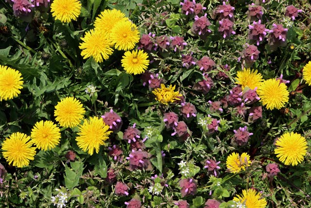 寄せ植えのようにさまざまな花が競うように密集して