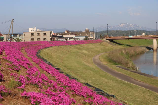 朝草会が手入れする五十嵐川右岸堤防斜面で花盛りのシバザクラ※5月1日撮影