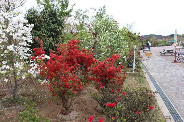 「道の駅 庭園の郷 保内」の常設展示場には花が咲いた植木も多い