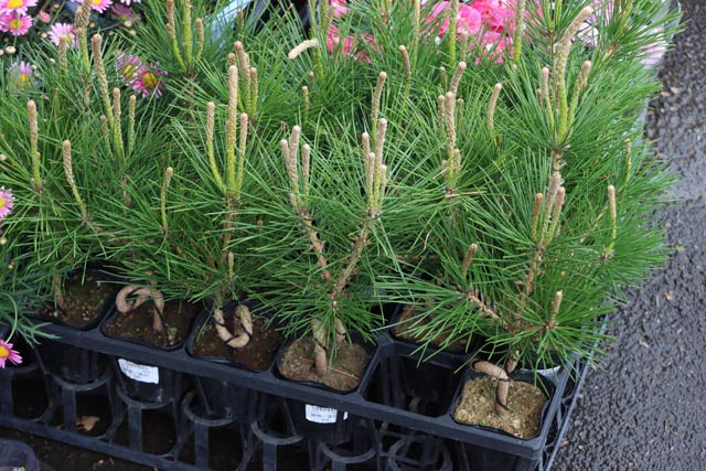 苔玉づくりのワークショッで使うクロマツ
