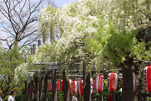 三分咲きていどになった安了寺境内の八王寺の白藤