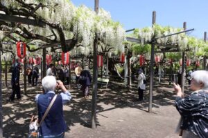 県指定天然記念物「八王寺の白藤」の花が見ごろ 週末には満開か