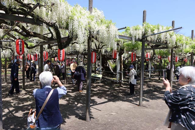 見ごろを迎えた「八王寺の白藤」