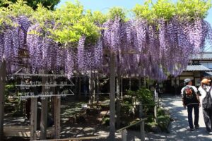 北方文化博物館の大藤棚のフジが満開に