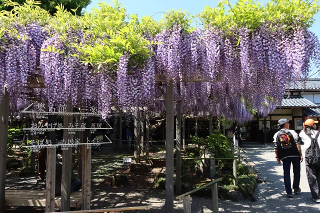 満開になった北方文化博物館の大藤棚のフジ