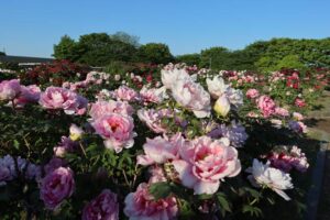 ぼたん百種展示園（五泉市）のボタンの花が見ごろ