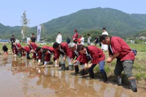 「伊彌彦米」豊作を願って霊峰弥彦山を背に御田植祭 小学生の田植え体験も