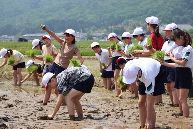 弥彦小5年生の田植え体験