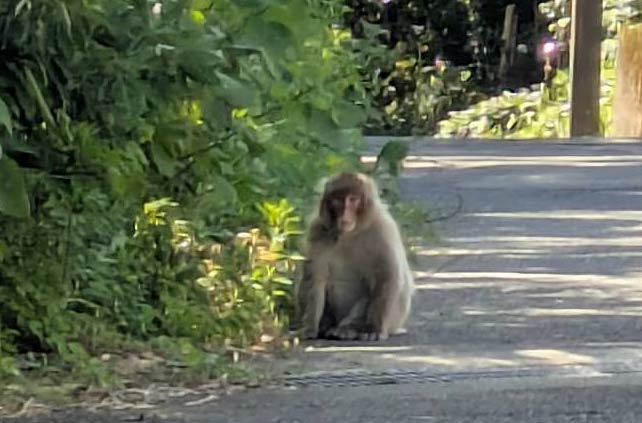 5日に三条市柳沢に現れたサルの群れ