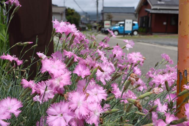 終わりかけのカーネーションの花（新潟市西蒲区岩室温泉）