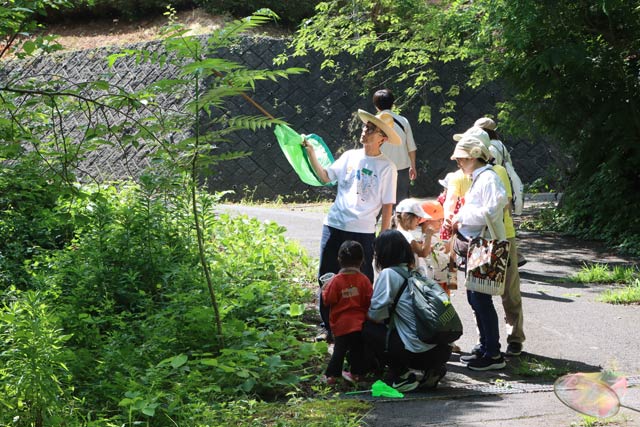 昆虫や植物を解説する松岡さん