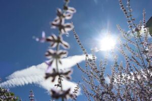 日差しがぎらぎら照りつける14日朝の燕市