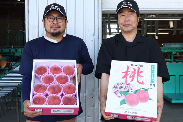 化粧箱に詰めたモモ「あかつき」