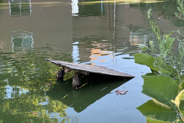 甲羅干しするカメがいない八幡宮の池