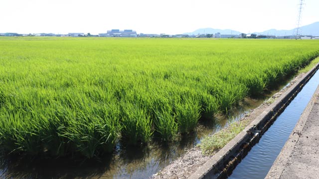 燕市の田んぼ