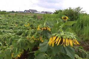 強い雨と風のせいか軒並み根元から茎が折れたヒマワリ畑、7日午後に燕市で