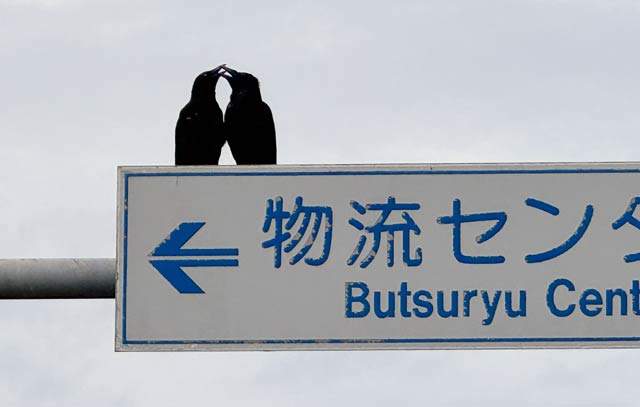 くちばしの先を合わせて固まったように動かない2羽のハシブトガラス