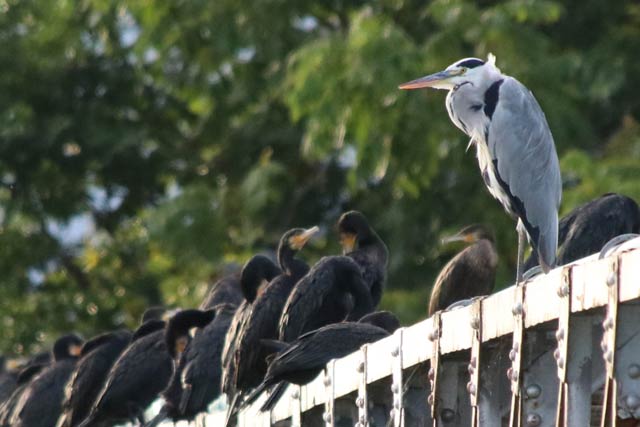 燕市の中ノ口川でカワウにまじって孤高のアオサギ