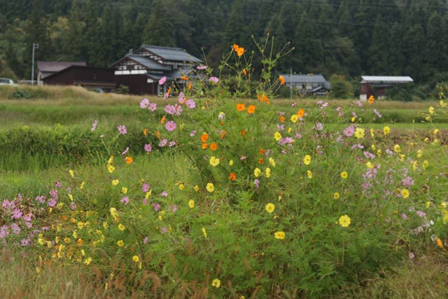 4日午後に三条市下田地区で