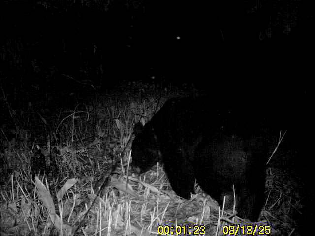 下田地区で監視カメラに撮影されたクマ