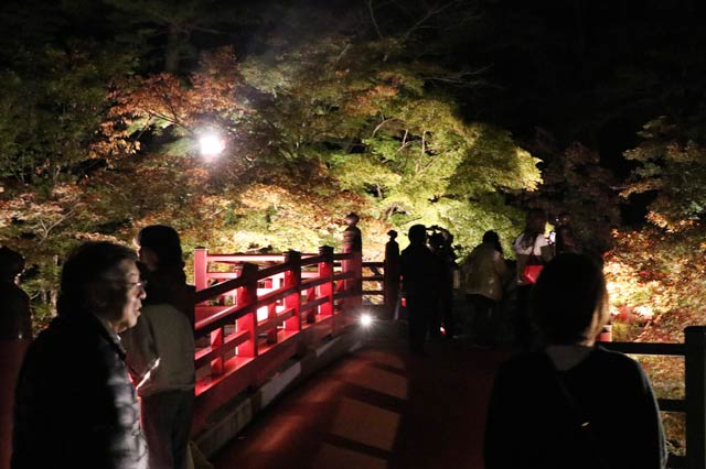 弥彦公園もみじ谷のライトアップ