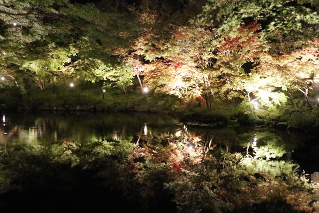 弥彦公園もみじ谷のライトアップ