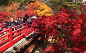 「京都もいいけど弥彦もすごいね」 弥彦公園の紅葉が見ごろ