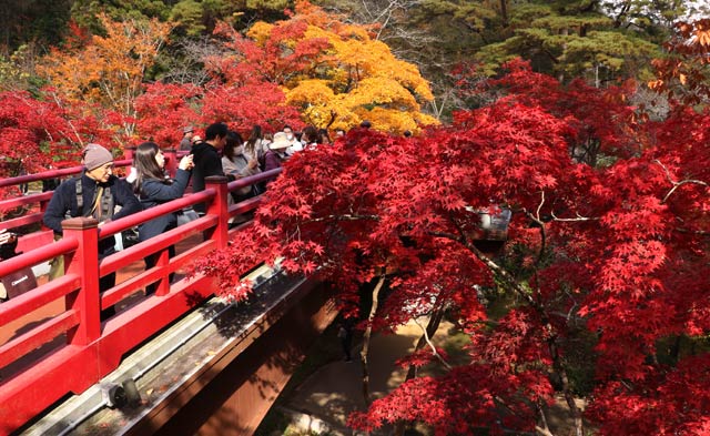 12日の弥彦公演もみじ谷の紅葉