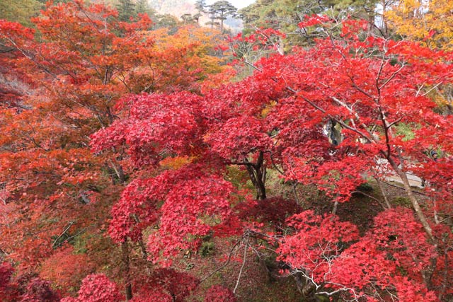 12日の弥彦公演もみじ谷の紅葉