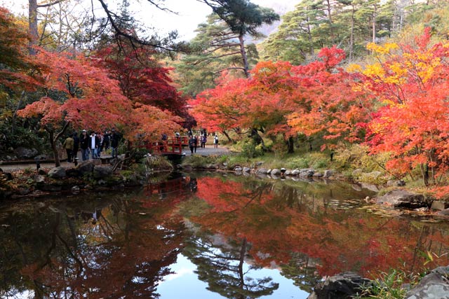 12日の弥彦公演もみじ谷の紅葉
