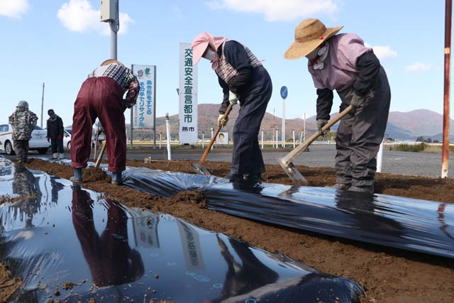 中島緑地保全会がマリーゴールドに代えてビオラへの苗の植え替え