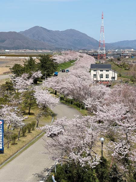 大河津分水桜土手