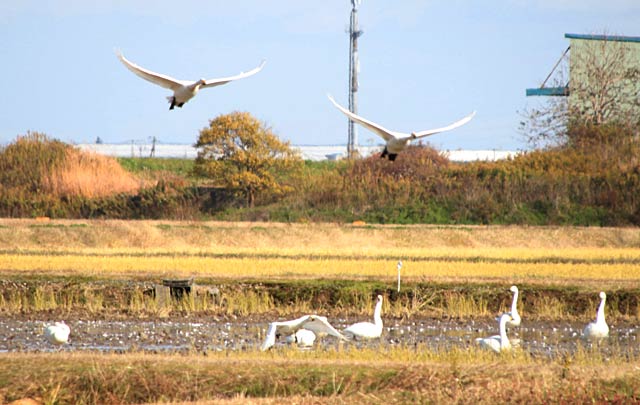 燕市分水地区で田んぼから飛び立つハクチョウ