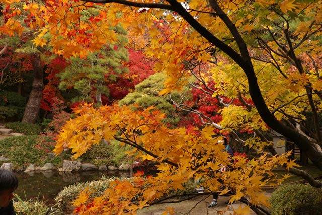旧齋藤家別邸の紅葉