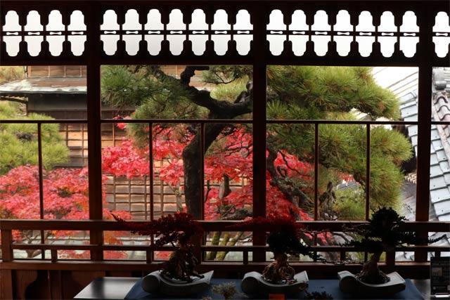 旧齋藤家別邸の紅葉
