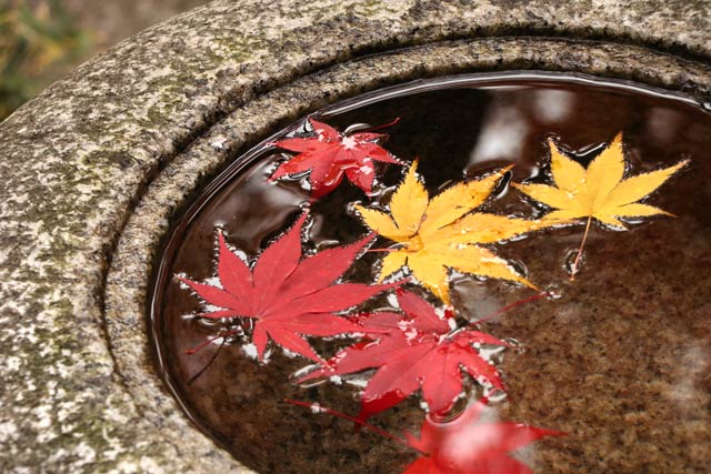 旧齋藤家別邸の紅葉