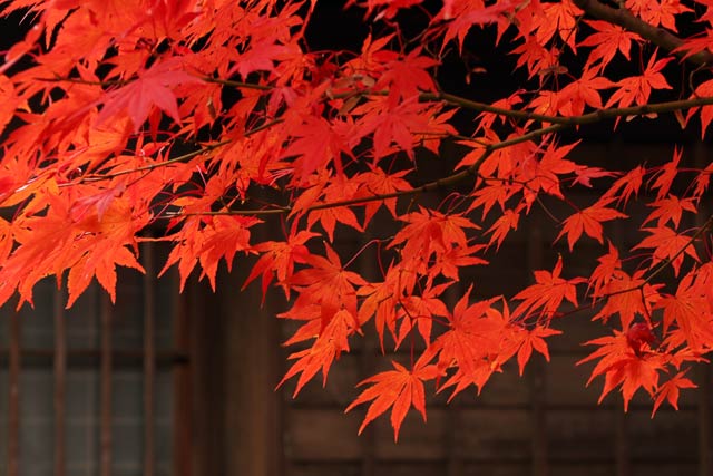 旧齋藤家別邸の紅葉