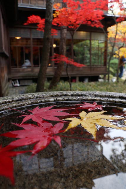旧齋藤家別邸の紅葉