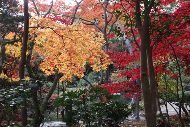旧齋藤家別邸の紅葉