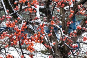 カキの実に降る雪