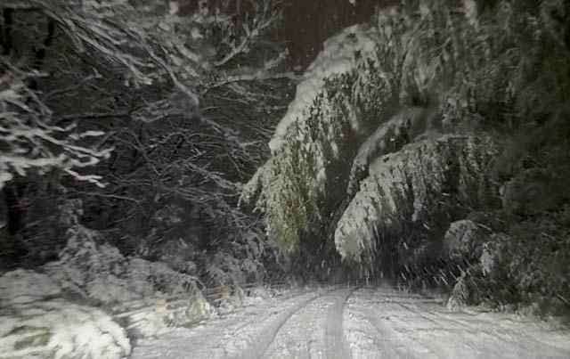 1日未明の三条市上須頃地内の中ノ口革右岸堤防道路に雪の重みで竹やぶが覆いかぶさる