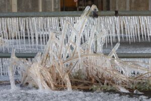 つららと氷りに包まれた枯れ草