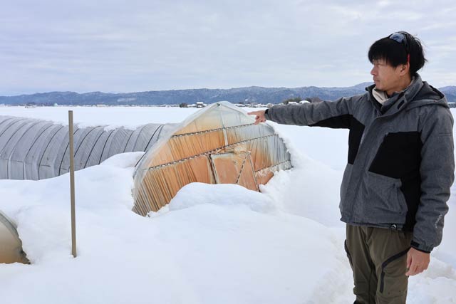 つぶれたビニールハウスと内山さん