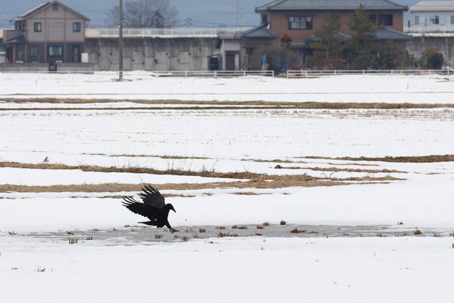 えさを探しているのか田んぼの雪が消えた部分にカラス
