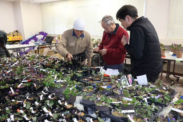 7日、雪割草展示会の準備をする三条雪割草愛好会