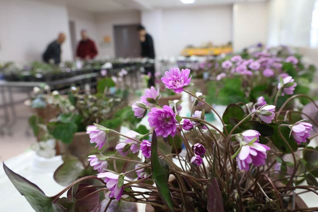 展示された雪割草