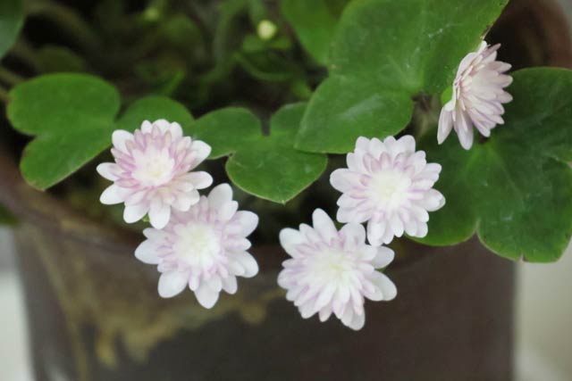 展示される雪割草