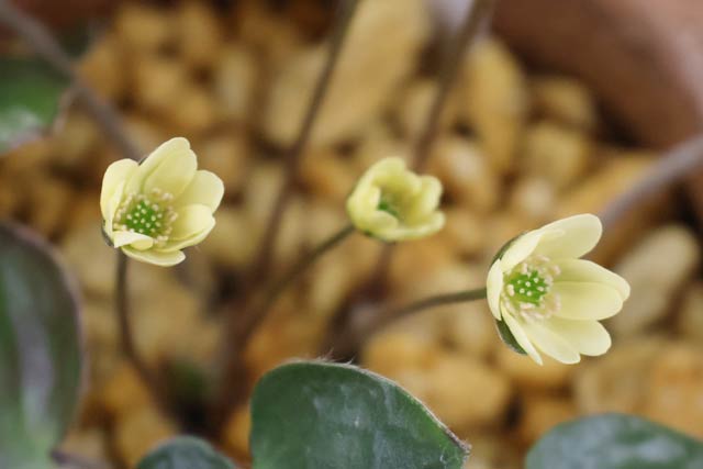 展示される雪割草