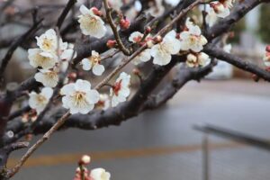 8日は寒の戻りでなごり雪も舞う