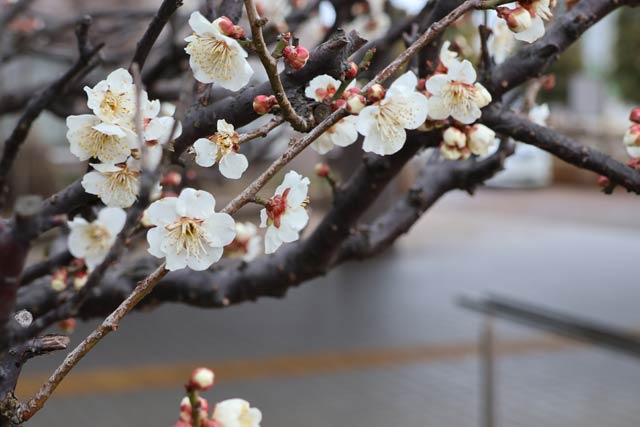 三条市で咲くウメ